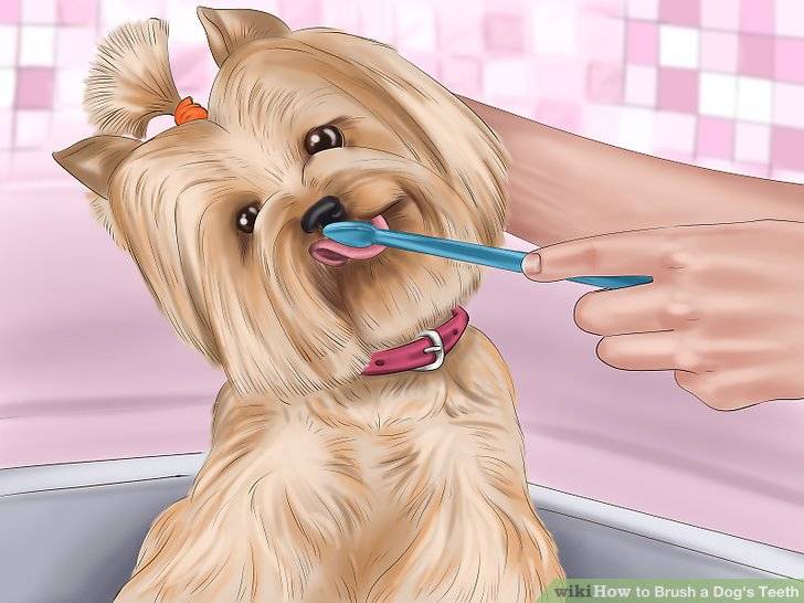 Как чистить зубы собаке — полезные советы | dogkind.ru