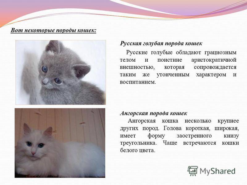 Русская голубая кошка: фото, цена котенка, характер и описание породы
