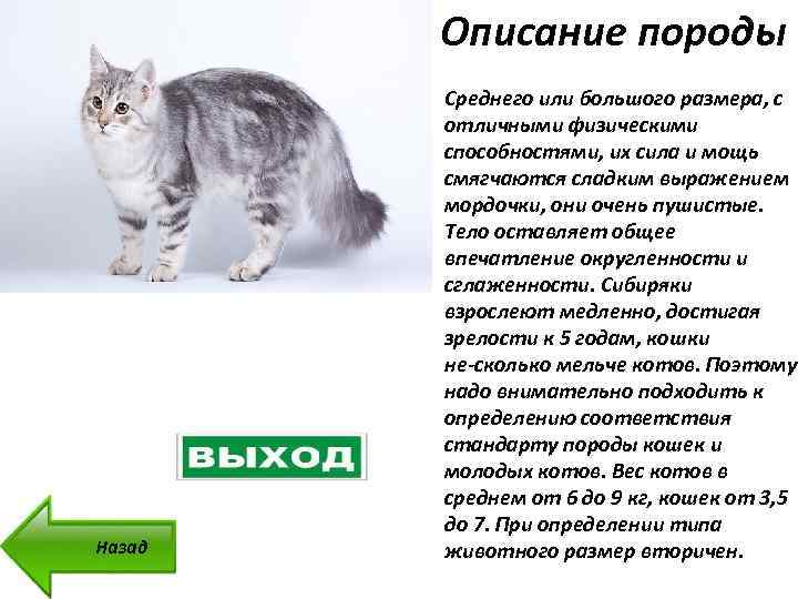 Порода кошек нибелунг: отличительные черты и особенности характера