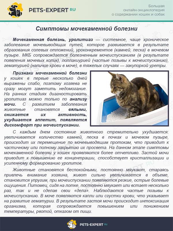 Кормление при мочекаменной болезни у кошек. ветеринарная клиника "зоостатус"