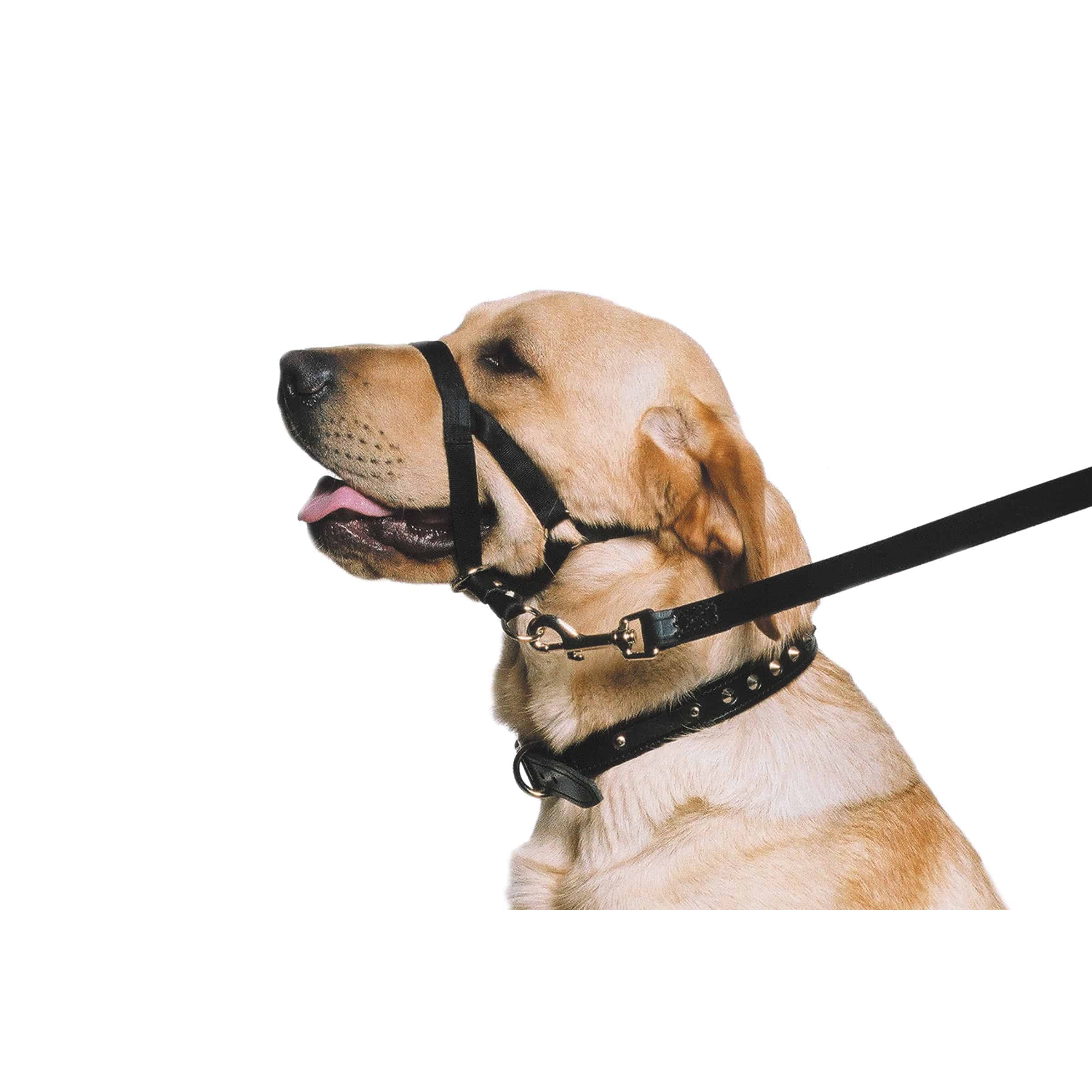 Выбор амуниции для собак с точки зрения реабилитолога