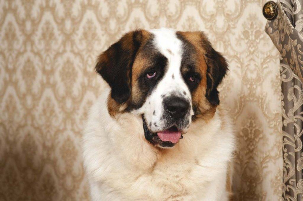 Сторожевые породы собак: список представителей с фотографиями, названиями, описаниями и ценами