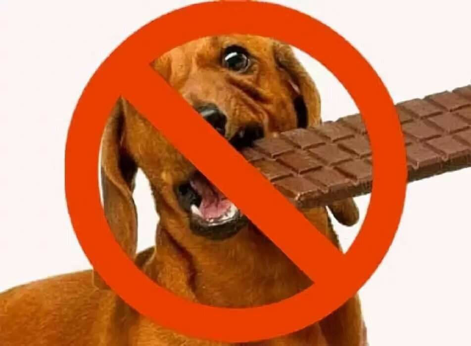 Почему собакам нельзя шоколад: причины и последствия для здоровья животного