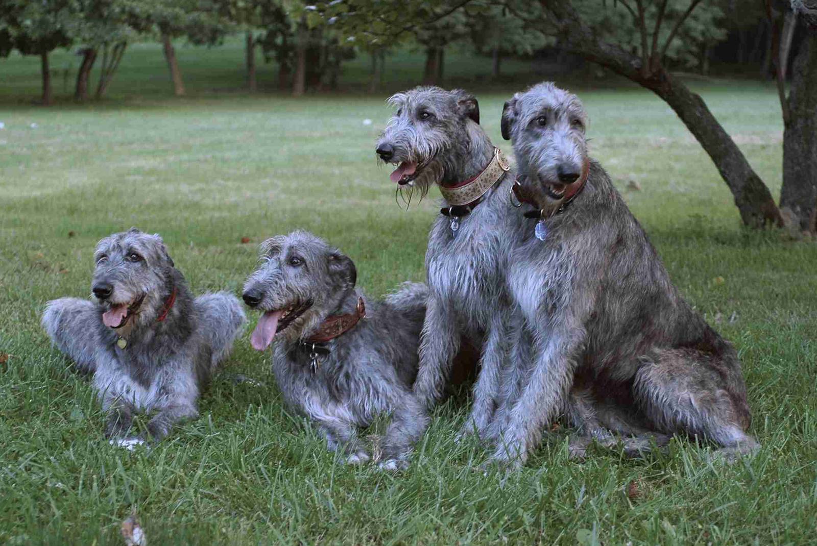 Самые глупые породы собак в мире | фото, топ-10