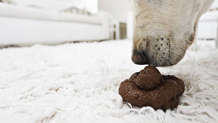 У собаки кал со слизью: причины, диагностика, лечение  | блог ветклиники "беланта"