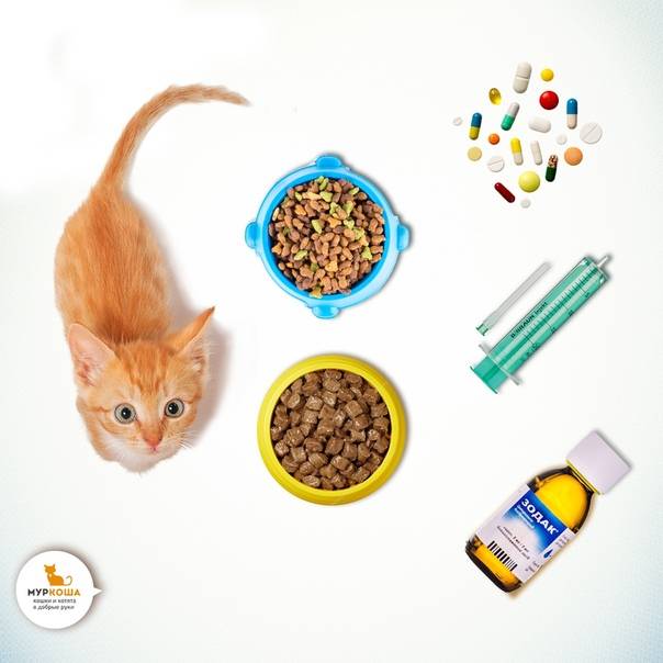Аллергия у кошек на корм: симптомы и лечение