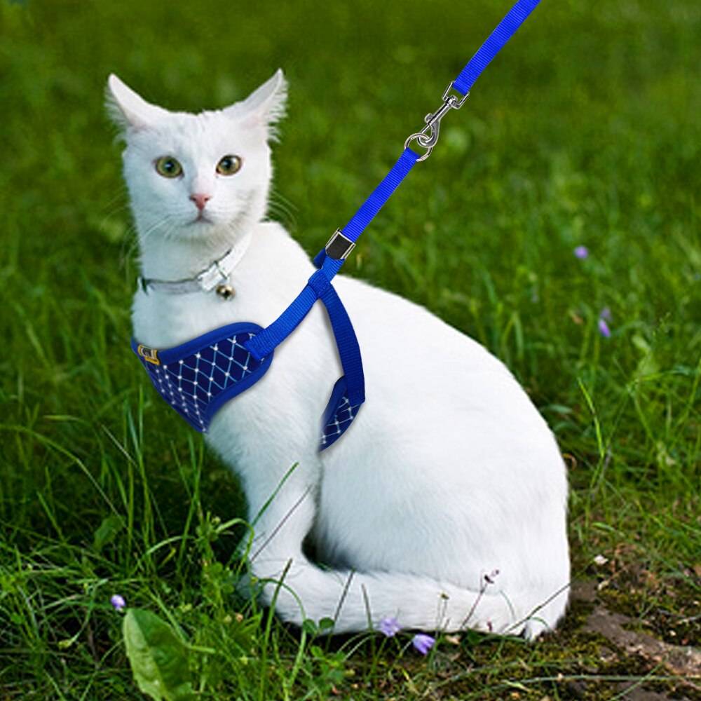 Шлейка для кошки: виды, тонкости выбора и правила приучения