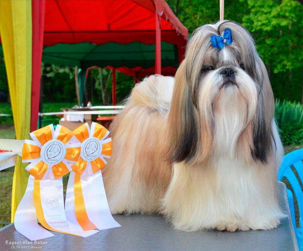 Легендарная собака ши-тцу: стандарт породы и описание характера, особенности ухода и кормления, фото и цена