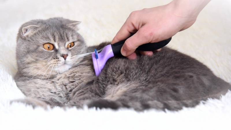 Что такое трихобезоар у кошек и как его лечить
