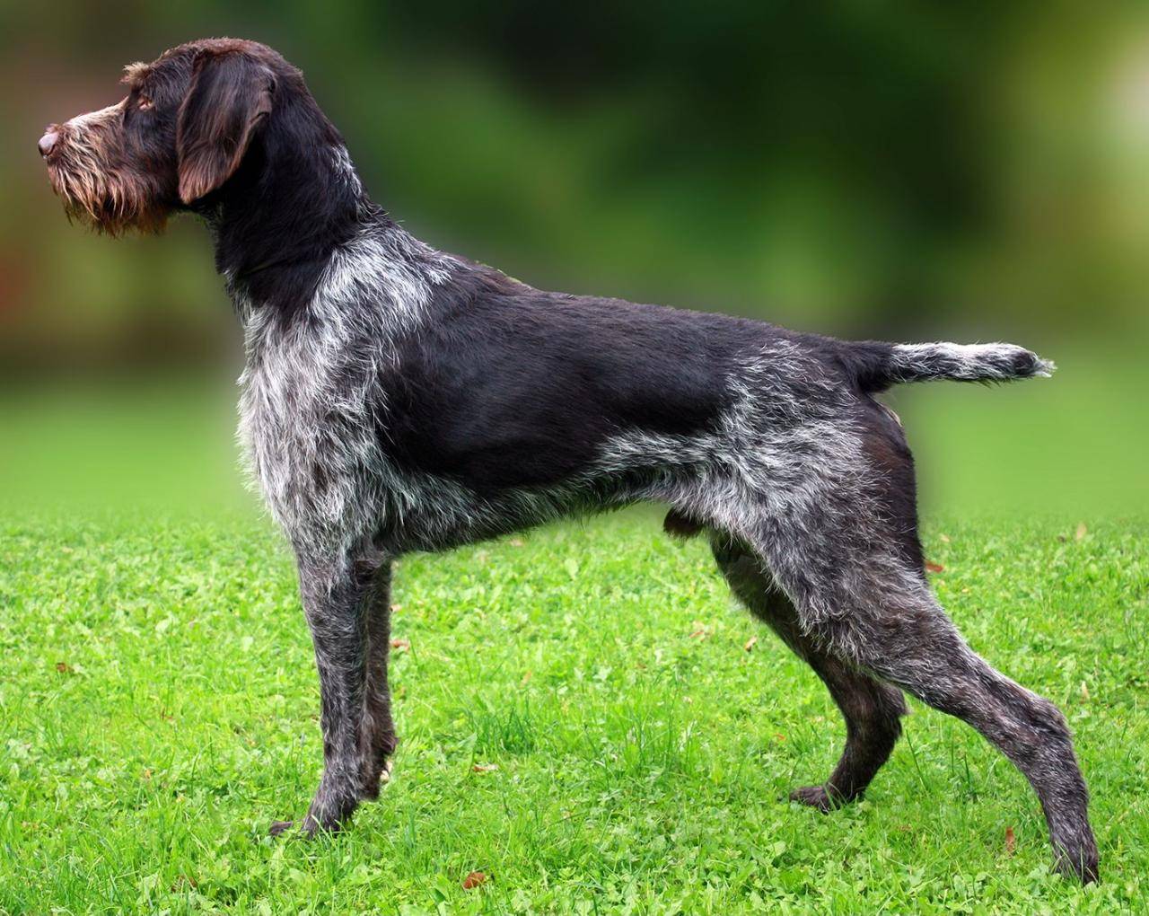 Дратхаар: фото и характеристика породы собак