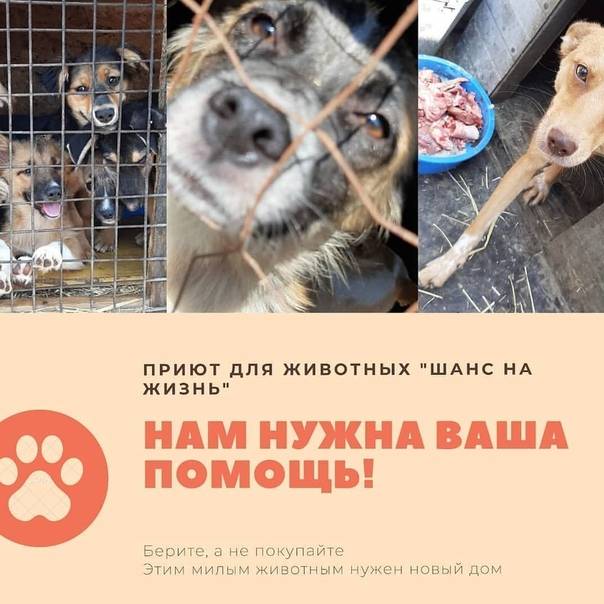 В россии запущен необычный сервис помощи бездомным животным teddy food | блог veggie people