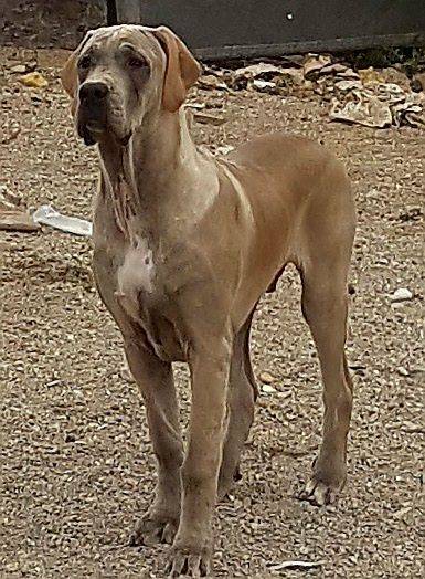 Пакистанский мастиф (булли кутта): как выглядит собака на фото, история происхождения и описание характера питомца