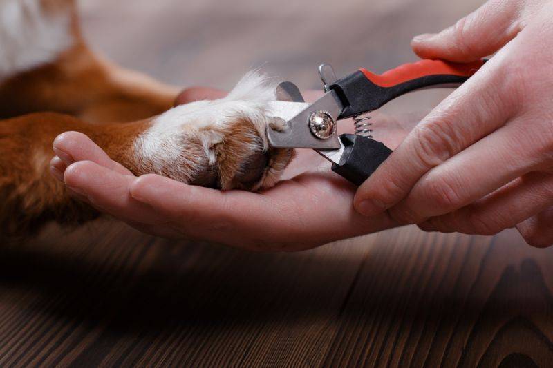 Ножницы для стрижки когтей у собак: наш рейтинг товаров