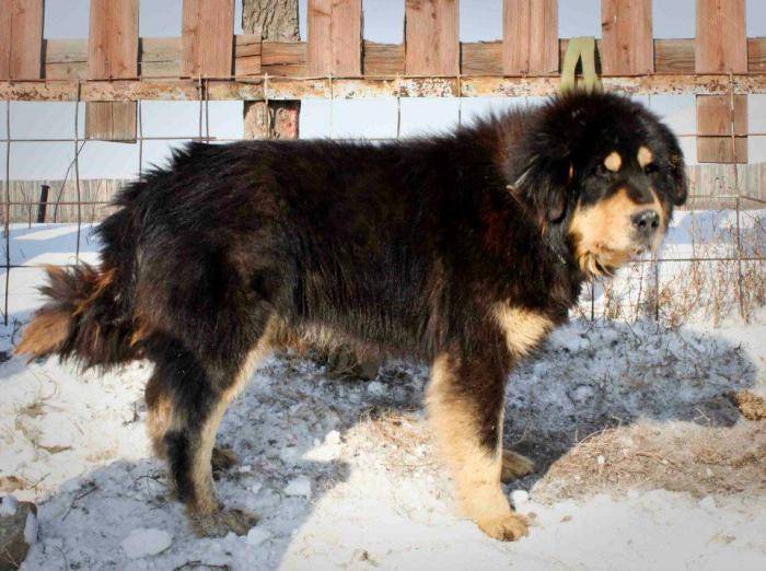 Описание породы собак бурят-монгольский волкодав (хотошо) с отзывами владельцев и фото