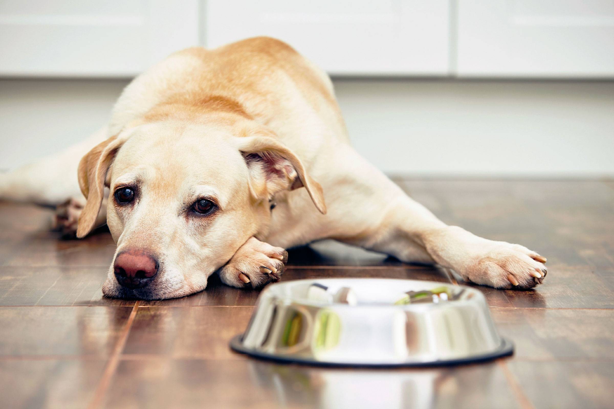 Почему взрослые собаки и щенки могут не пить воду, но при этом есть