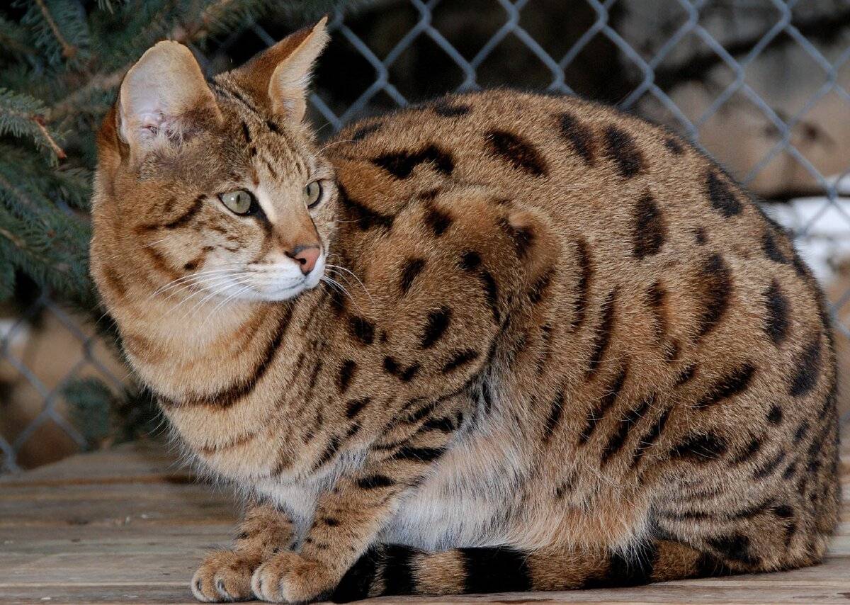 Азиатская леопардовая кошка (алк): дикая милаха