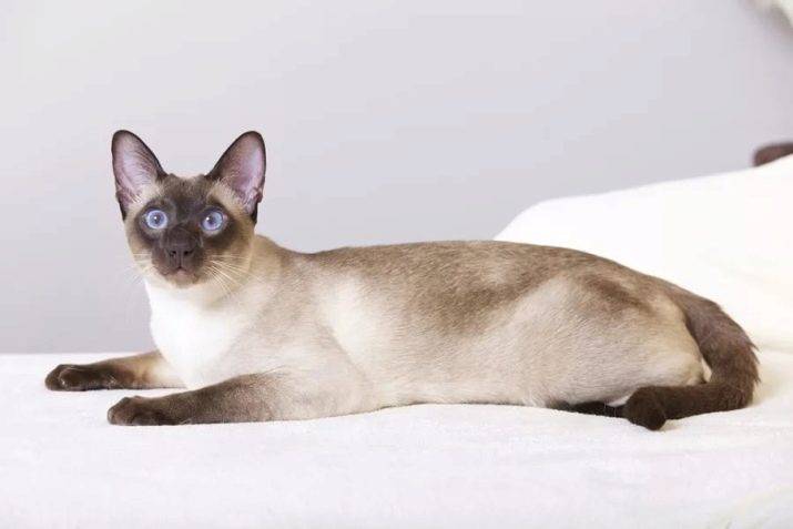 Тайская кошка: фото, описание, характер, содержание, отзывы