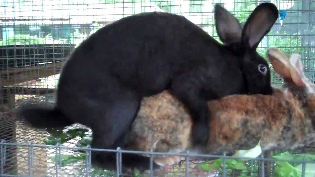 Спаривание кроликов в домашних условиях: инструкция для начинающих фермеров
