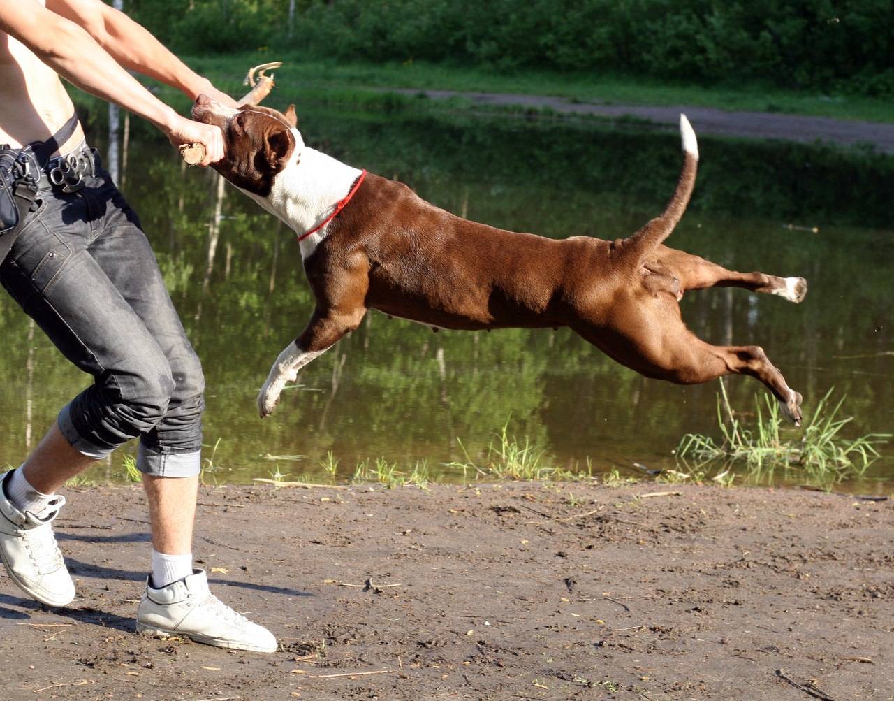 Собака породы американский питбультерьер: характер, здоровье, уход | блог ветклиники "беланта"
