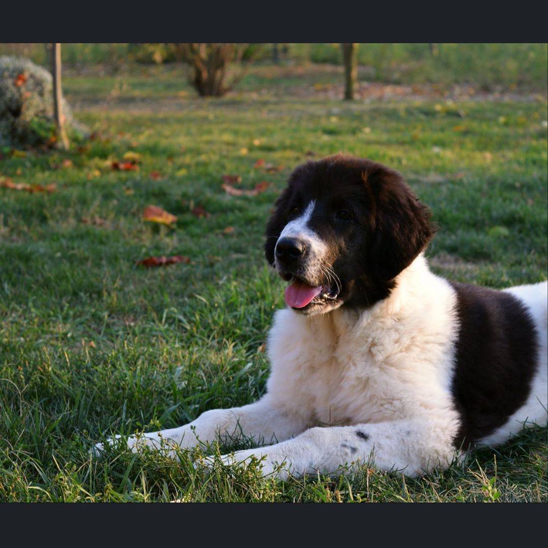 Баскская овчарка: описание породы, фото собаки