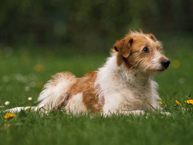 Кромфорлендер: описание породы, цена собаки, особенности воспитания и ухода, выбор щенков, фото и отзывы