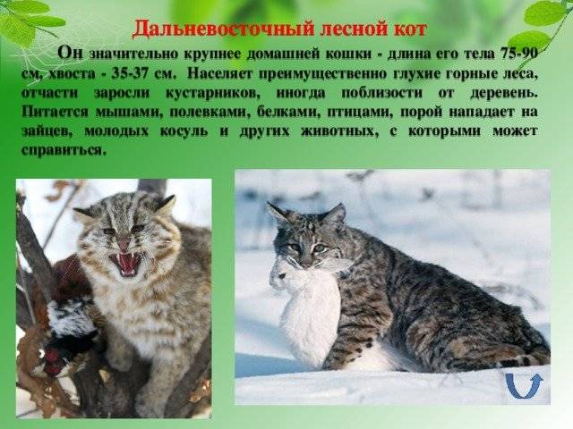 Амурский лесной кот (дальневосточный, леопардовый): описание породы, образ жизни и характер