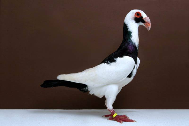 Декоративные голуби (42 фото): обзор пород декоративных голубей и их названия. особенности панцирных и других разновидностей