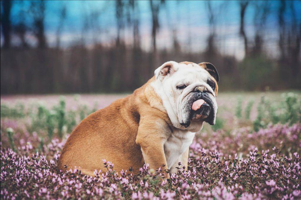 Английский бульдог: характер и описание породы собак, отличия от французского с фото, сколько стоит в рублях (цена щенков), сколько живут, реальные отзывы владельцев