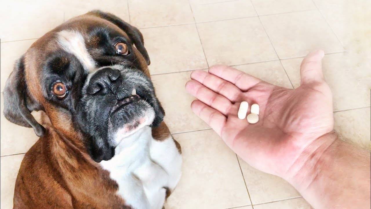 Какие обезболивающие средства можно собакам? | hill's pet