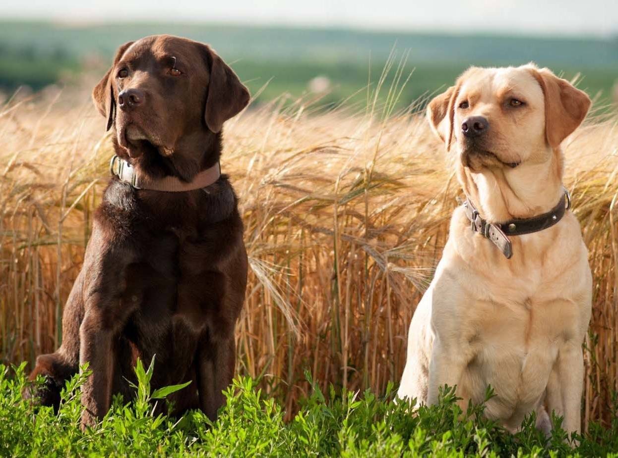 Самые умные породы собак - рейтинг самых умных пород собак в мире с названиями и фотографиями | petguru