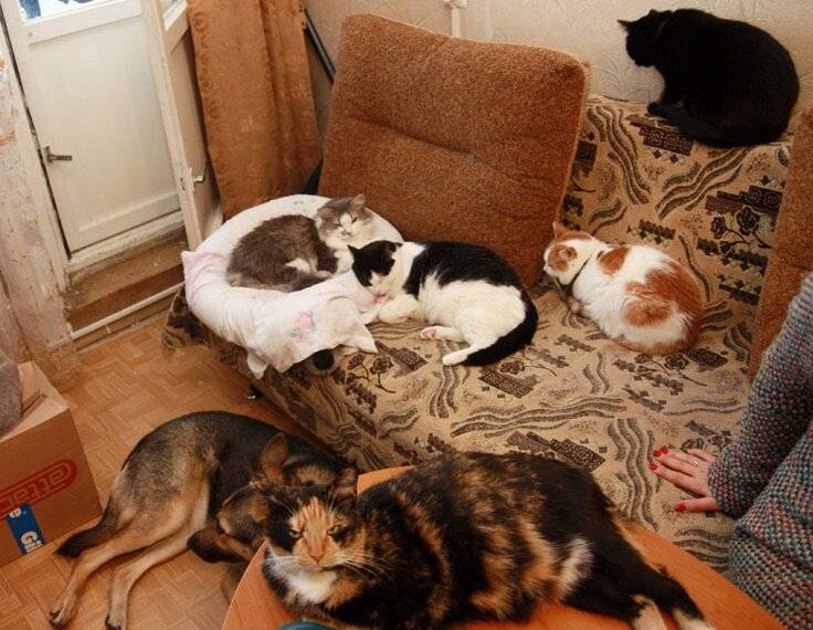 5 признаков того, что кошке не нравится гость квартиры | gafki.ru | яндекс дзен