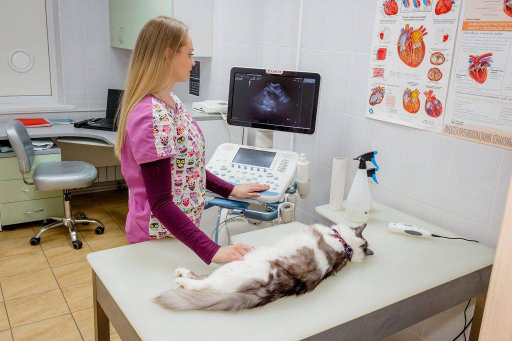 Первичный осмотр кошек и собак - проведение оценки физического здоровья животного в москве. ветеринарная клиника "зоостатус"