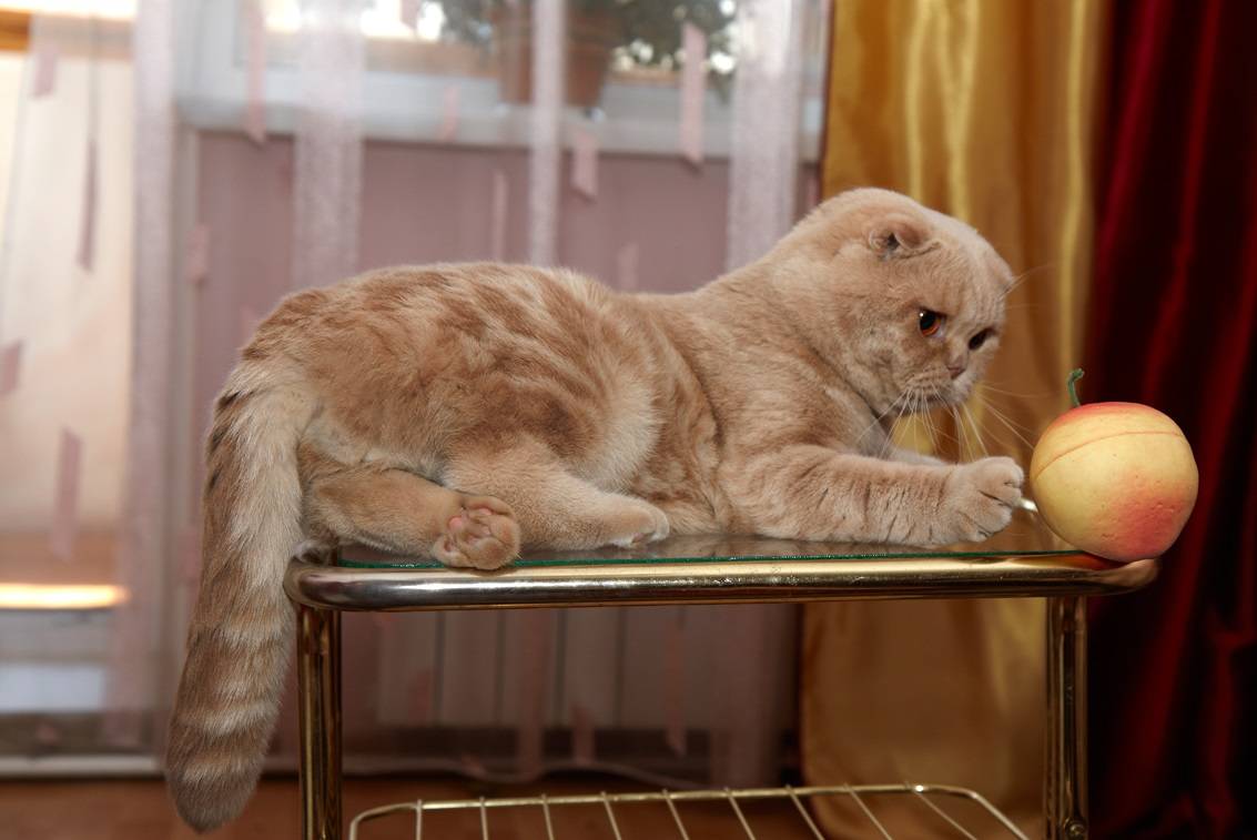 Чем кормить шотландского вислоухого котенка: меню по возрастам