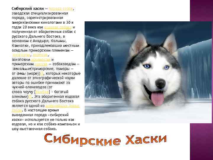 Сибирский хаски – энциклопедия о собаках