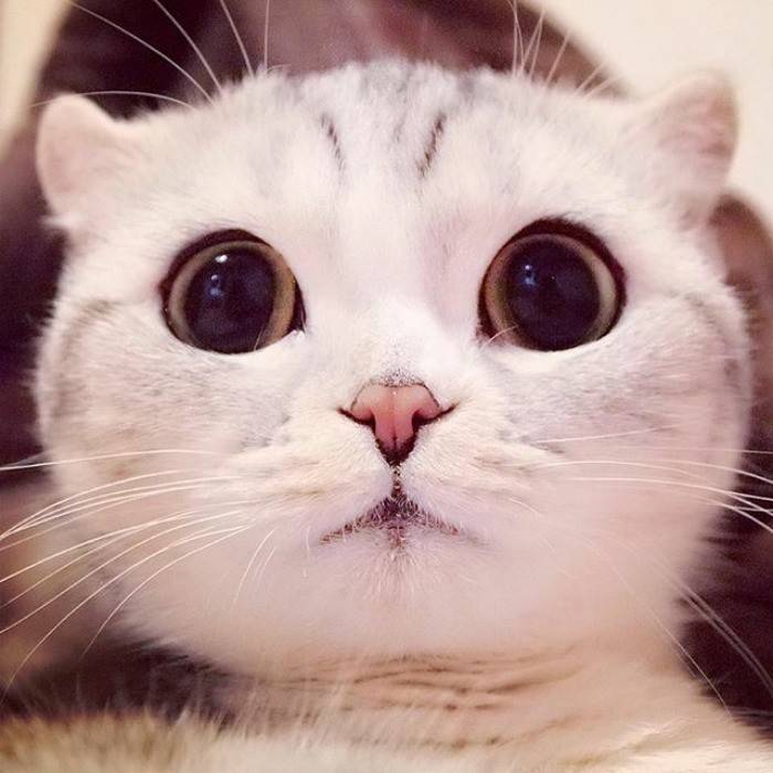 Породы кошек с большими глазами (31 фото): описание коротколапых породистых котов и других красивых пород. как выбрать котенка?