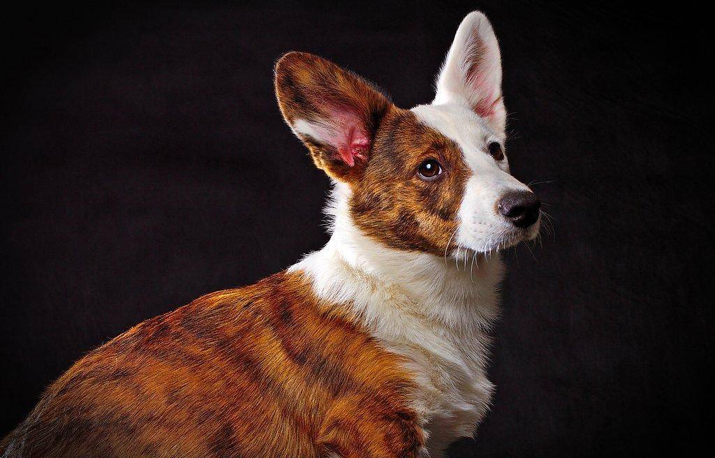Вельш-корги — любимая собака английской королевы