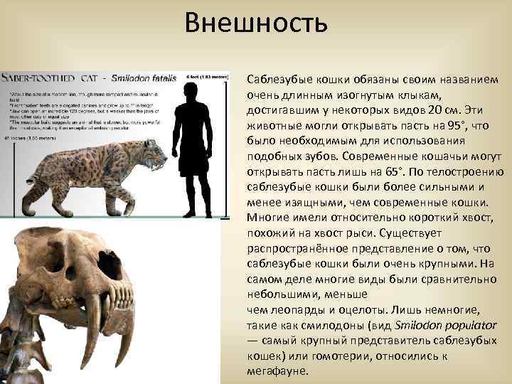 Морская корова-утраченный вид. почему вымерла стеллерова корова