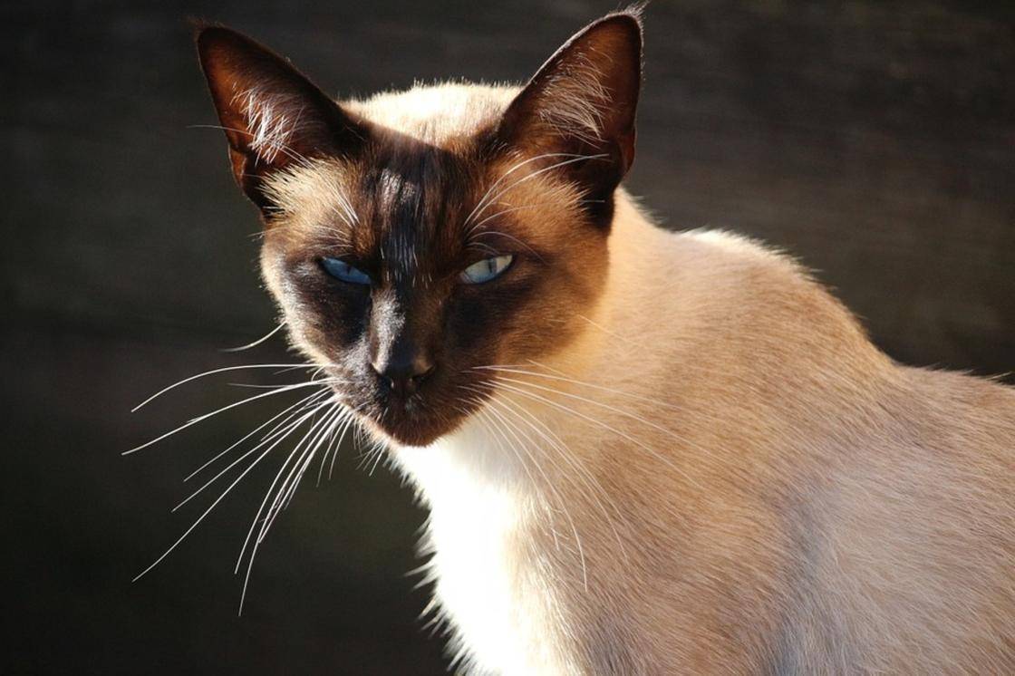 История породы кошек сиамская