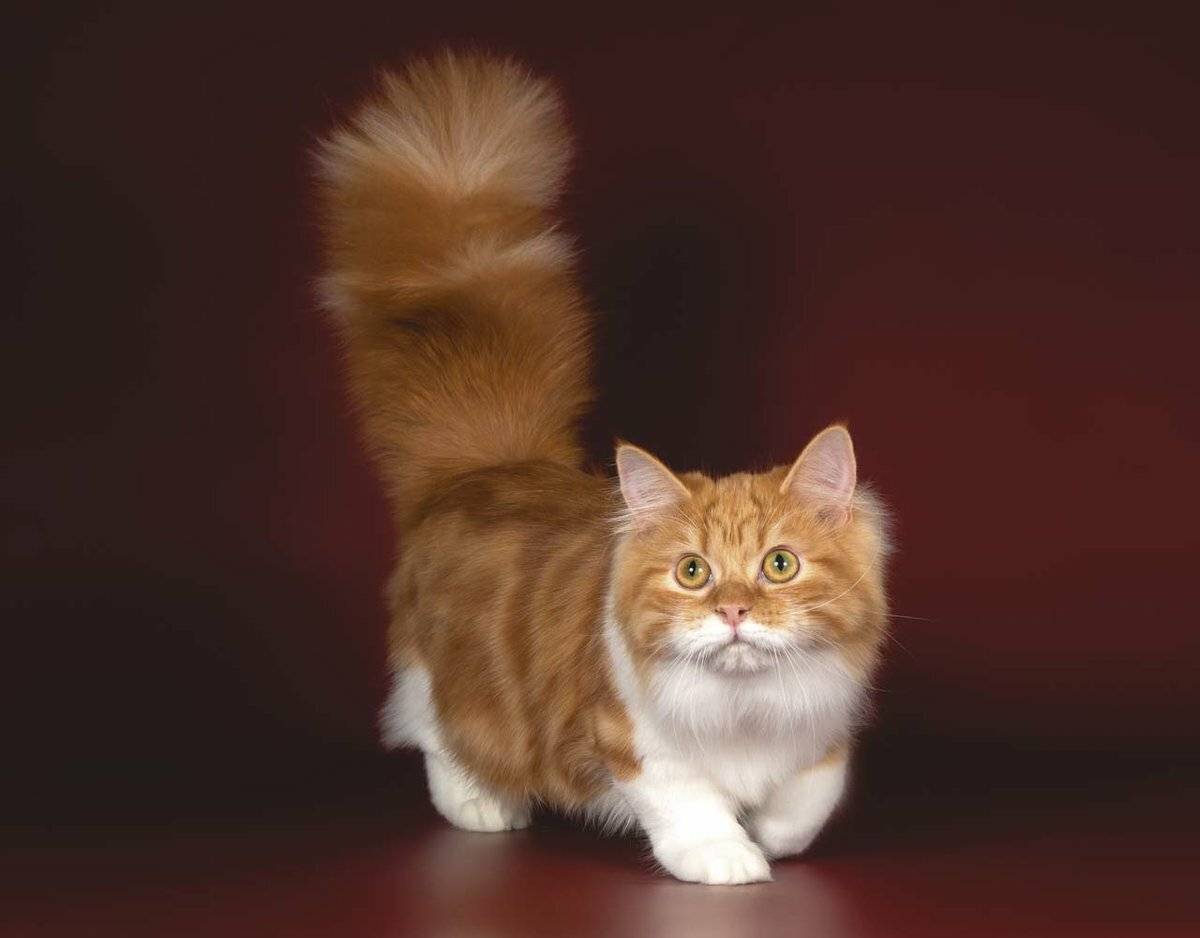 Кошки породы манчкин — описание, фото и цена коротколапых котят