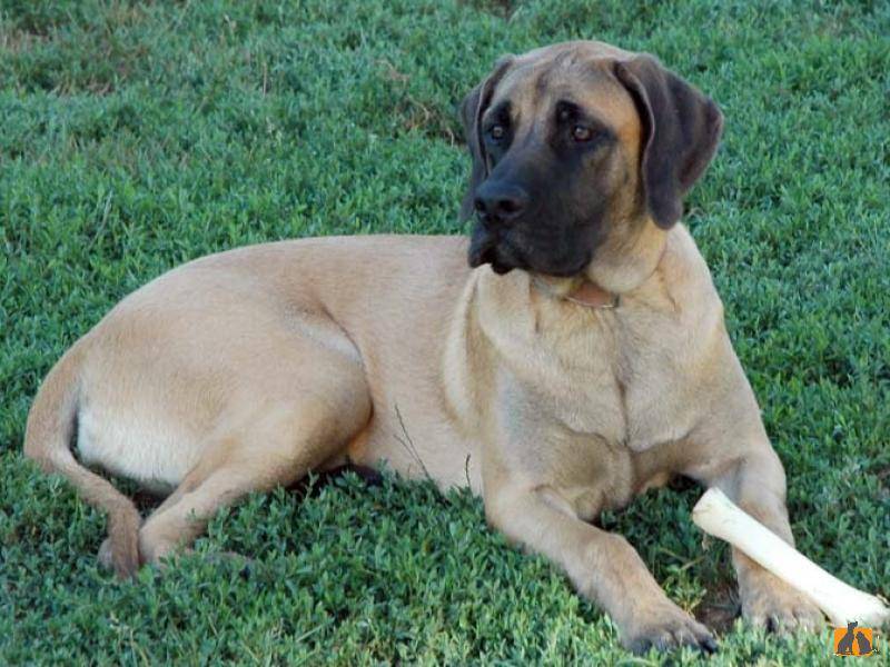Топ-20 – бойцовские породы собак: описание, фото, названия