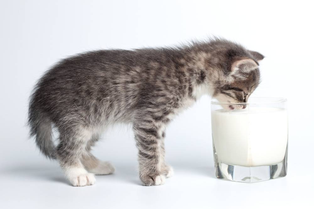 Молоко в рационе кошки: в каком виде можно давать