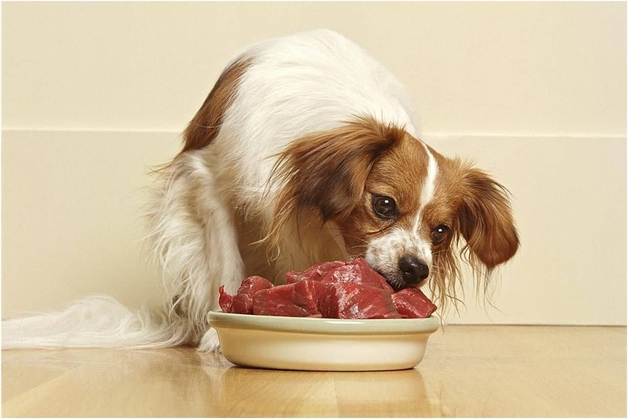 Как ведут себя собаки в жару: как кормить и поить