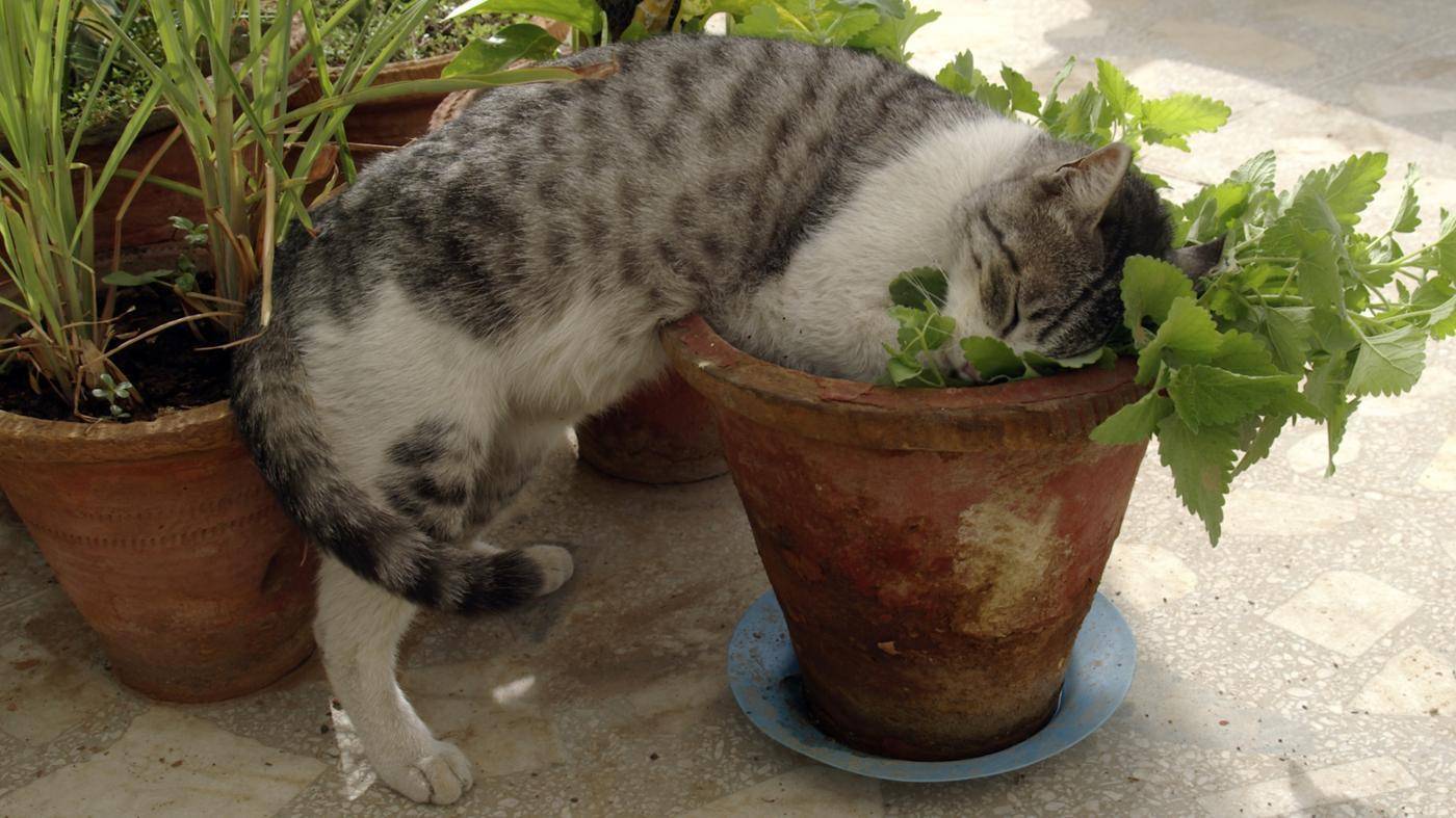 9 шикарных пород кошек, которые не линяют и не пахнут