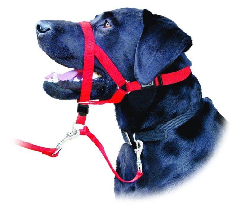 Недоуздок для собак: описание, размеры, правила эксплуатации, советы по изготовлению