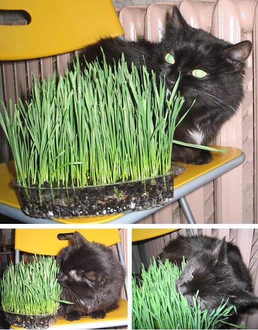 Какую траву посадить дома для кота