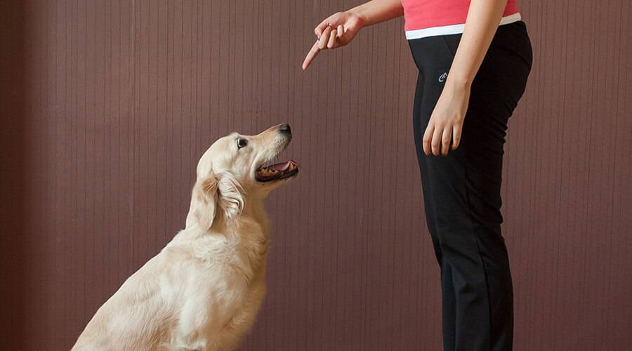 Как научить собаку команде «лежать»? как обучить щенка и взрослую собаку? как дрессировать большие и маленькие породы?