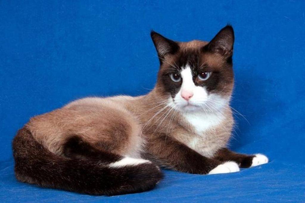 Сноу-шу: фото и описание породы кошек (характер, уход и кормление)