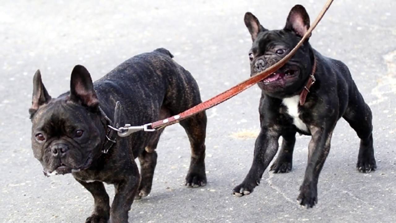 Самые глупые породы собак: топ непослушных собак в мире. какая порода самая тупая?