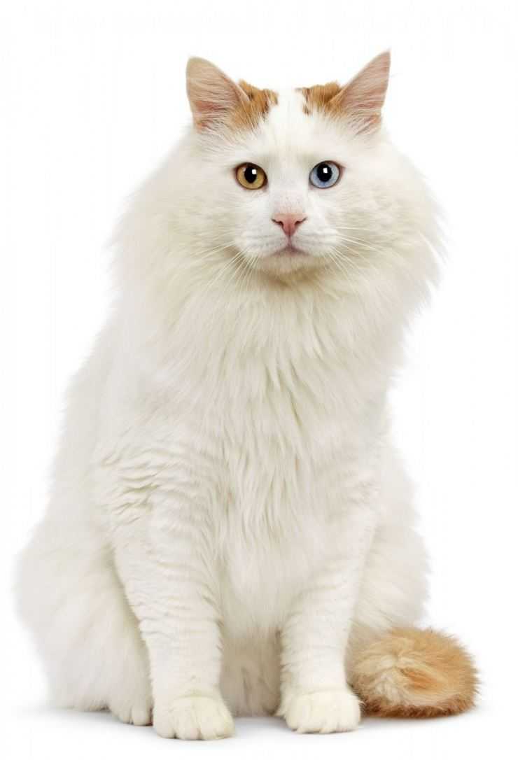 Кошка сноу шу: описание внешности и характера, уход за питомцем и его содержание, выбор котёнка, отзывы владельцев, фото кота сноуша