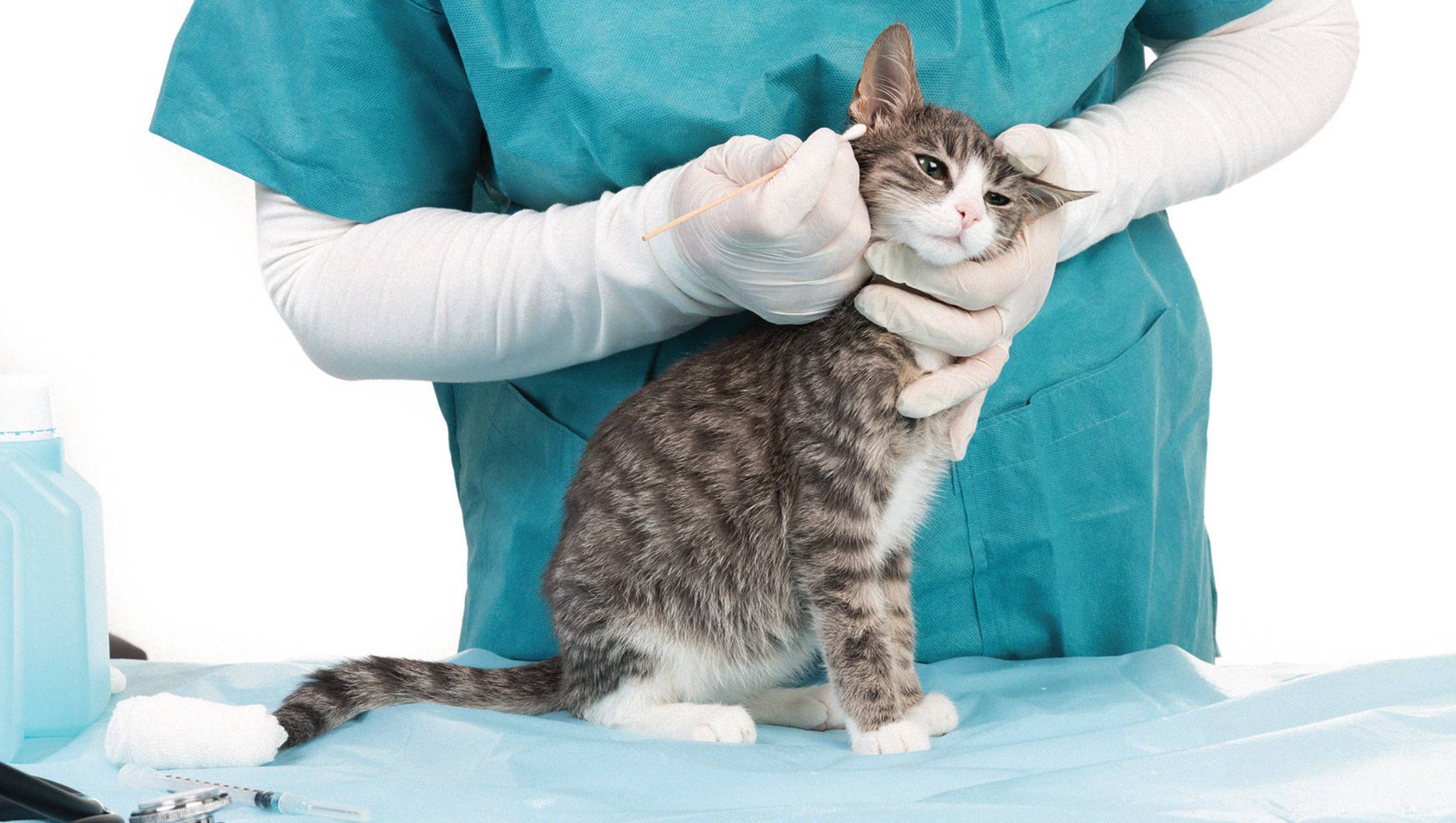 Лечение ушного клеща у кошек